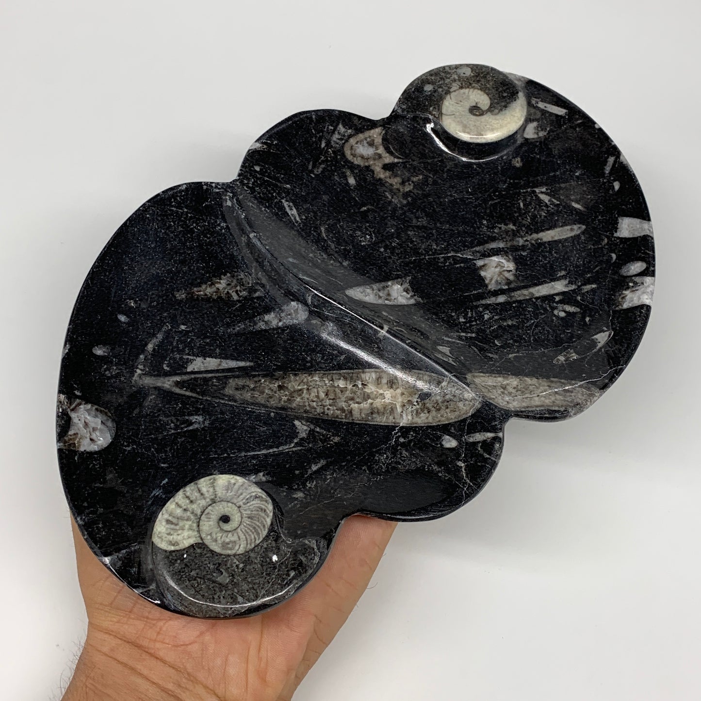 2pcs Set,8.5"x5.5" Double Heart Fossils Orthoceras Ammonite Bowls @Morocco,B8518