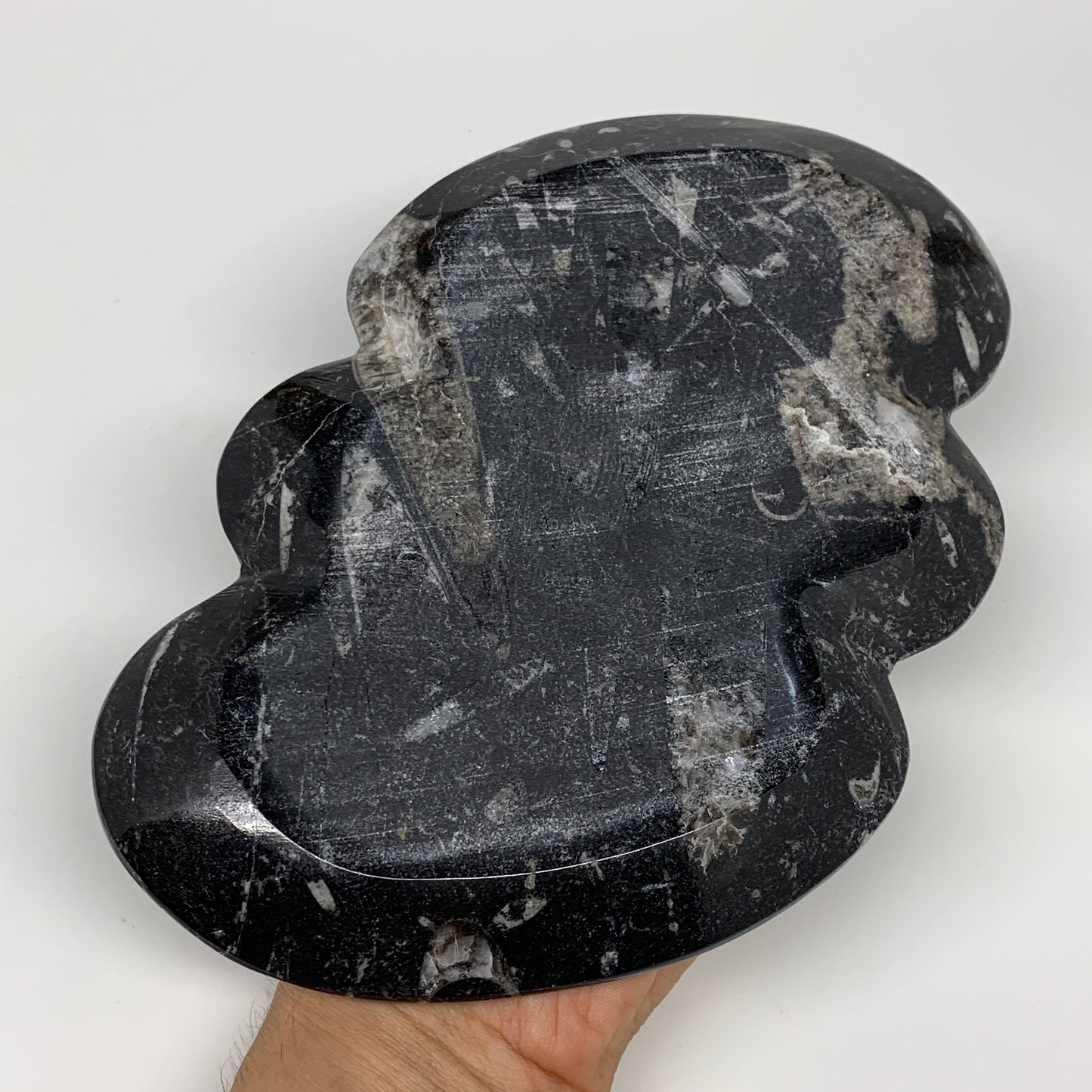 2pcs Set,8.5"x5.5" Double Heart Fossils Orthoceras Ammonite Bowls @Morocco,B8518