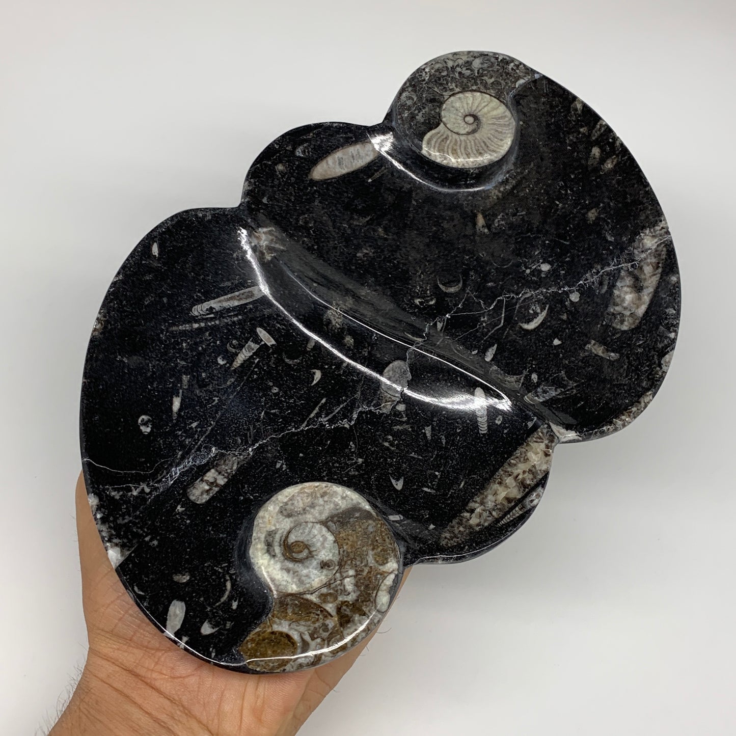 2pcs Set,8.5"x5.5" Double Heart Fossils Orthoceras Ammonite Bowls @Morocco,B8518