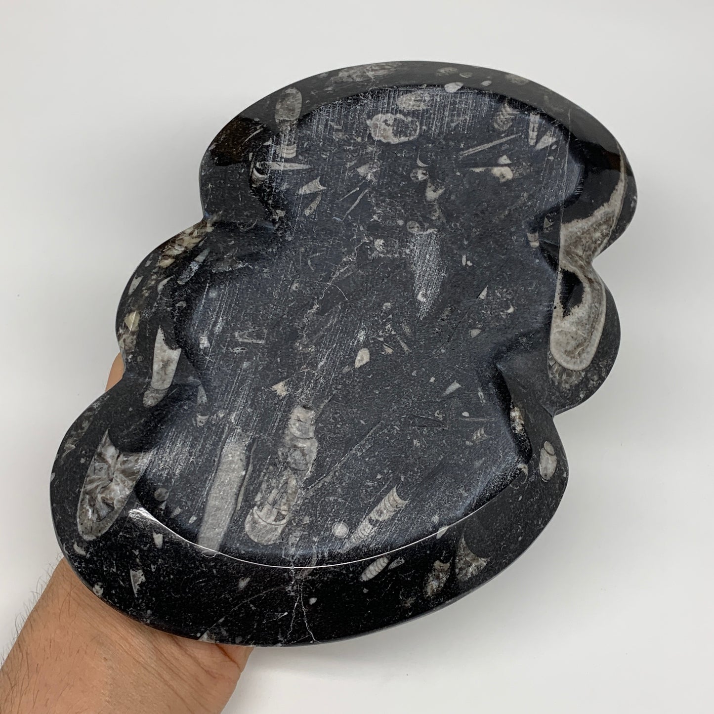 2pcs Set,8.5"x5.5" Double Heart Fossils Orthoceras Ammonite Bowls @Morocco,B8518