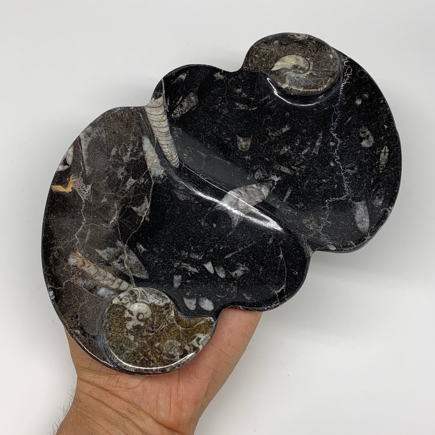 2pcs Set,8.5"x5.5" Double Heart Fossils Orthoceras Ammonite Bowls @Morocco,B8520