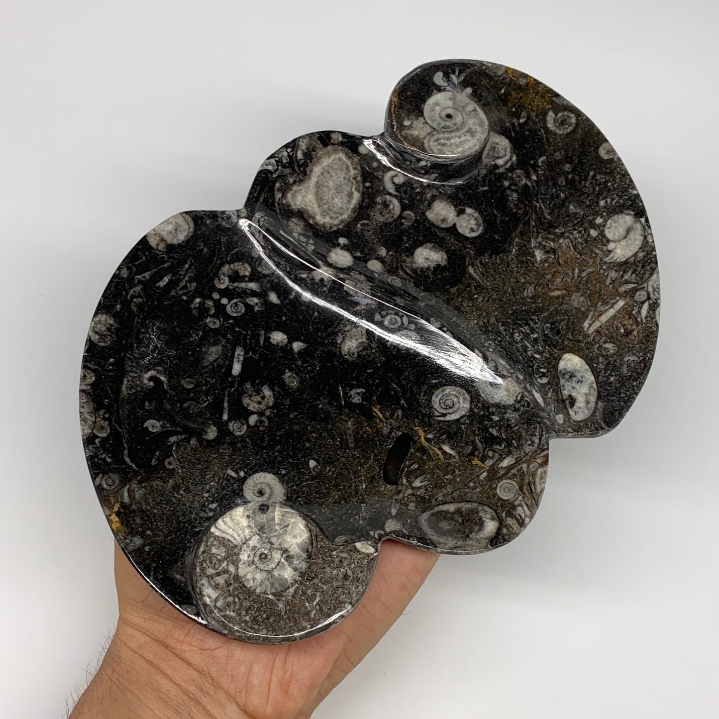 2pcs Set,8.5"x5.5" Double Heart Fossils Orthoceras Ammonite Bowls @Morocco,B8520