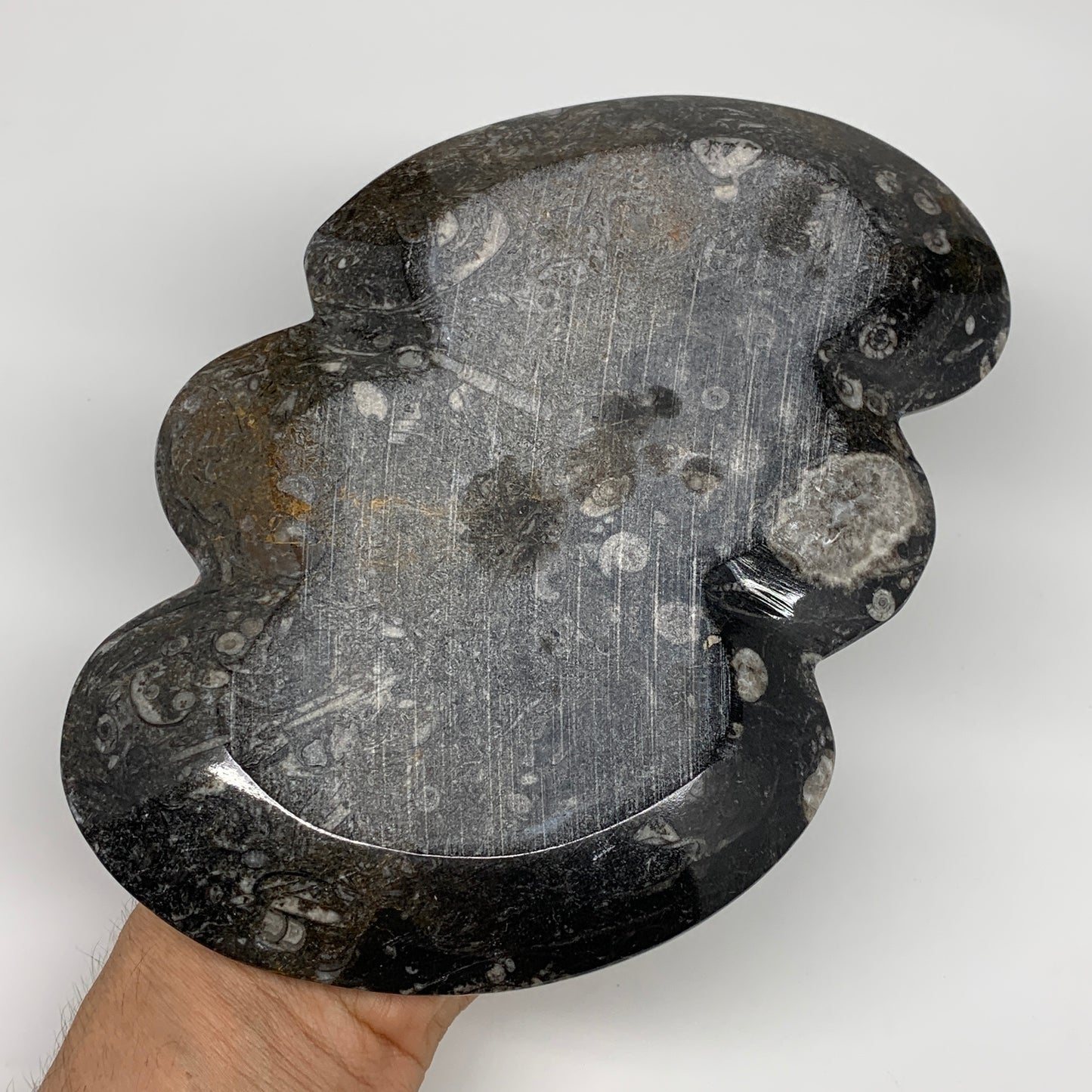 2pcs Set,8.5"x5.5" Double Heart Fossils Orthoceras Ammonite Bowls @Morocco,B8520