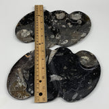 2pcs Set,8.5"x5.5" Double Heart Fossils Orthoceras Ammonite Bowls @Morocco,B8520