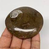 96.7g, 2.7"x2.7"x0.6", Button Ammonite Polished Mineral from Morocco, F2074