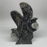 1.93 Lbs, 9.75"x6.25"x0.4" Fossils Orthoceras Ammonite Sculpture @Morocco,B8522