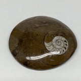 96.7g, 2.7"x2.7"x0.6", Button Ammonite Polished Mineral from Morocco, F2074