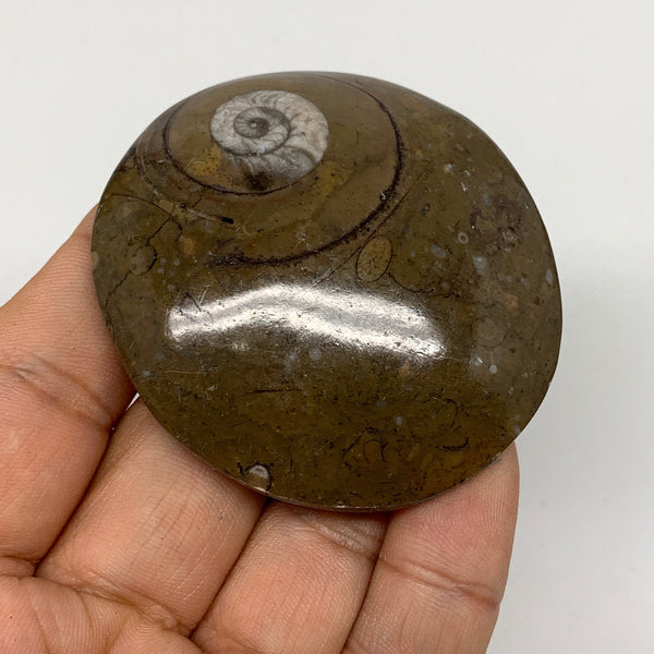 57.4g, 2.3"x2.1"x0.6", Button Ammonite Polished Mineral from Morocco, F2075