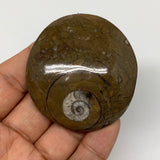 57.4g, 2.3"x2.1"x0.6", Button Ammonite Polished Mineral from Morocco, F2075