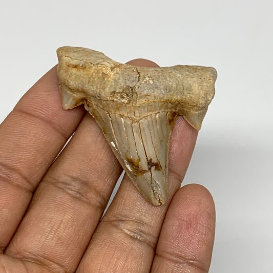 18.3g, 1.7"X 1.8"x 0.6" Natural Fossils Fish Shark Tooth @Morocco, B12614