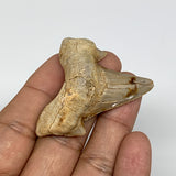 18.3g, 1.7"X 1.8"x 0.6" Natural Fossils Fish Shark Tooth @Morocco, B12614