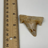 18.3g, 1.7"X 1.8"x 0.6" Natural Fossils Fish Shark Tooth @Morocco, B12614
