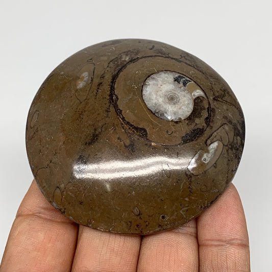 111.3g, 2.7"x2.7"x0.7", Button Ammonite Polished Mineral from Morocco, F2082