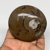 111.3g, 2.7"x2.7"x0.7", Button Ammonite Polished Mineral from Morocco, F2082