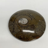 95.3g, 2.6"x2.6"x0.7", Button Ammonite Polished Mineral from Morocco, F2083