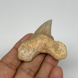 19.7g, 1.7"X 1.9"x 0.6" Natural Fossils Fish Shark Tooth @Morocco, B12620