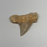 19.7g, 1.7"X 1.9"x 0.6" Natural Fossils Fish Shark Tooth @Morocco, B12620