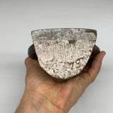 996g, 8.75"x5"x0.6" Fossils Orthoceras Ammonite Sculpture @Morocco,B8537
