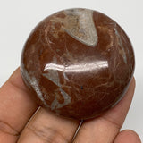 49.7g, 1.8"x0.6", Natural Untreated Red Shell Fossils Round Palms-tone, F1095