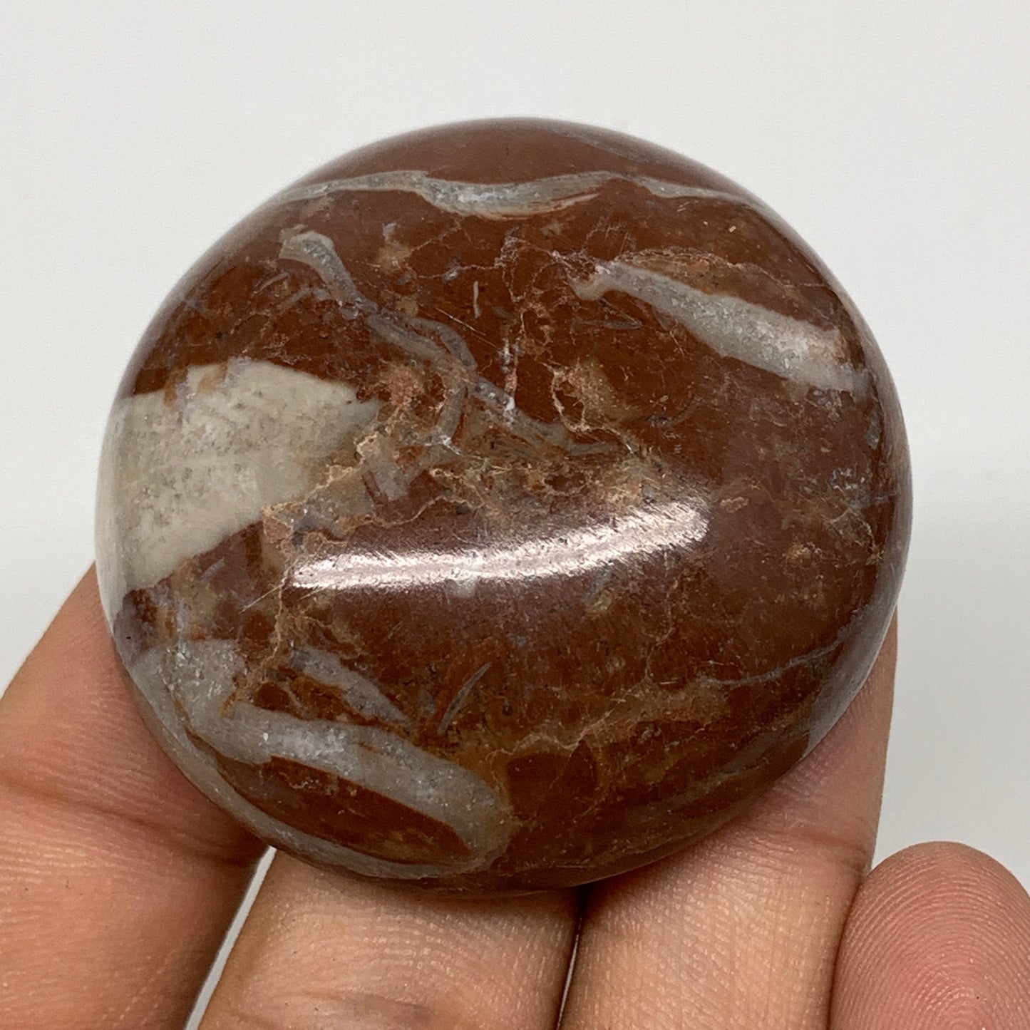 49.9g, 1.8"x0.6", Natural Untreated Red Shell Fossils Round Palms-tone, F1098