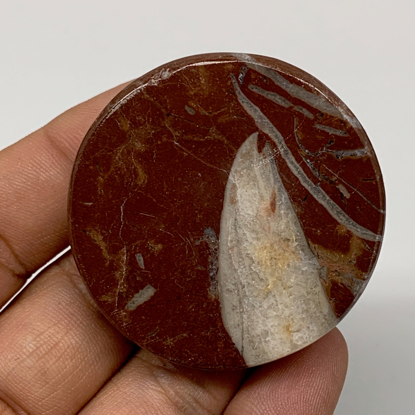 49.9g, 1.8"x0.6", Natural Untreated Red Shell Fossils Round Palms-tone, F1098