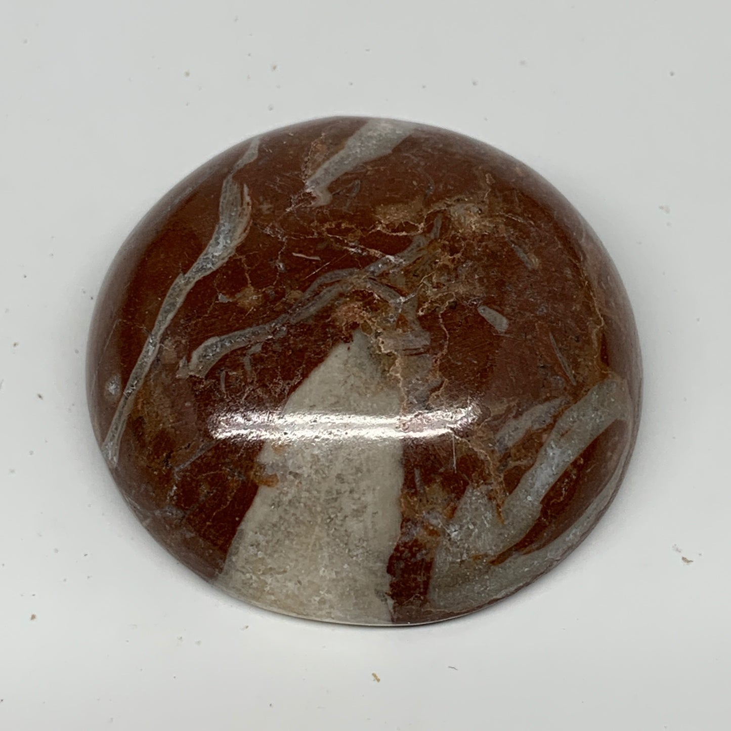 49.9g, 1.8"x0.6", Natural Untreated Red Shell Fossils Round Palms-tone, F1098