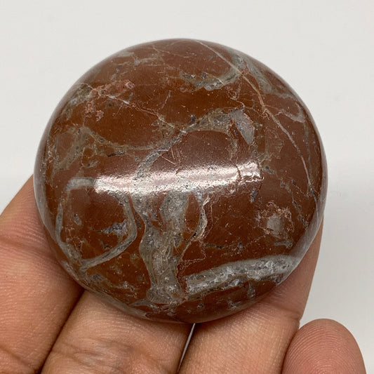 47.4g, 1.8"x0.6", Natural Untreated Red Shell Fossils Round Palms-tone, F1099