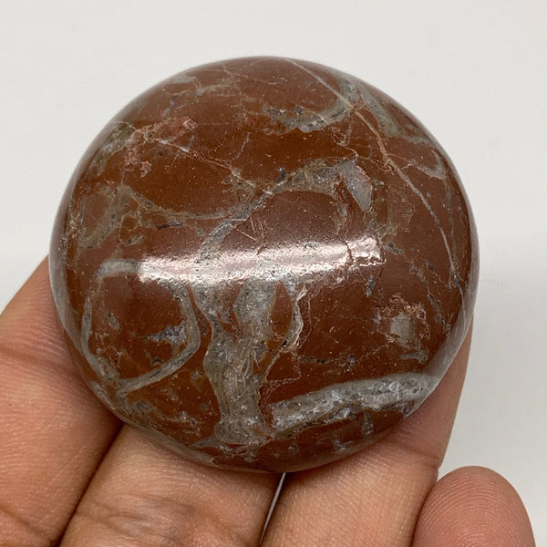 47.4g, 1.8"x0.6", Natural Untreated Red Shell Fossils Round Palms-tone, F1099