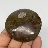 80.5g, 2.4"x2.4"x0.7", Button Ammonite Polished Mineral from Morocco, F2098