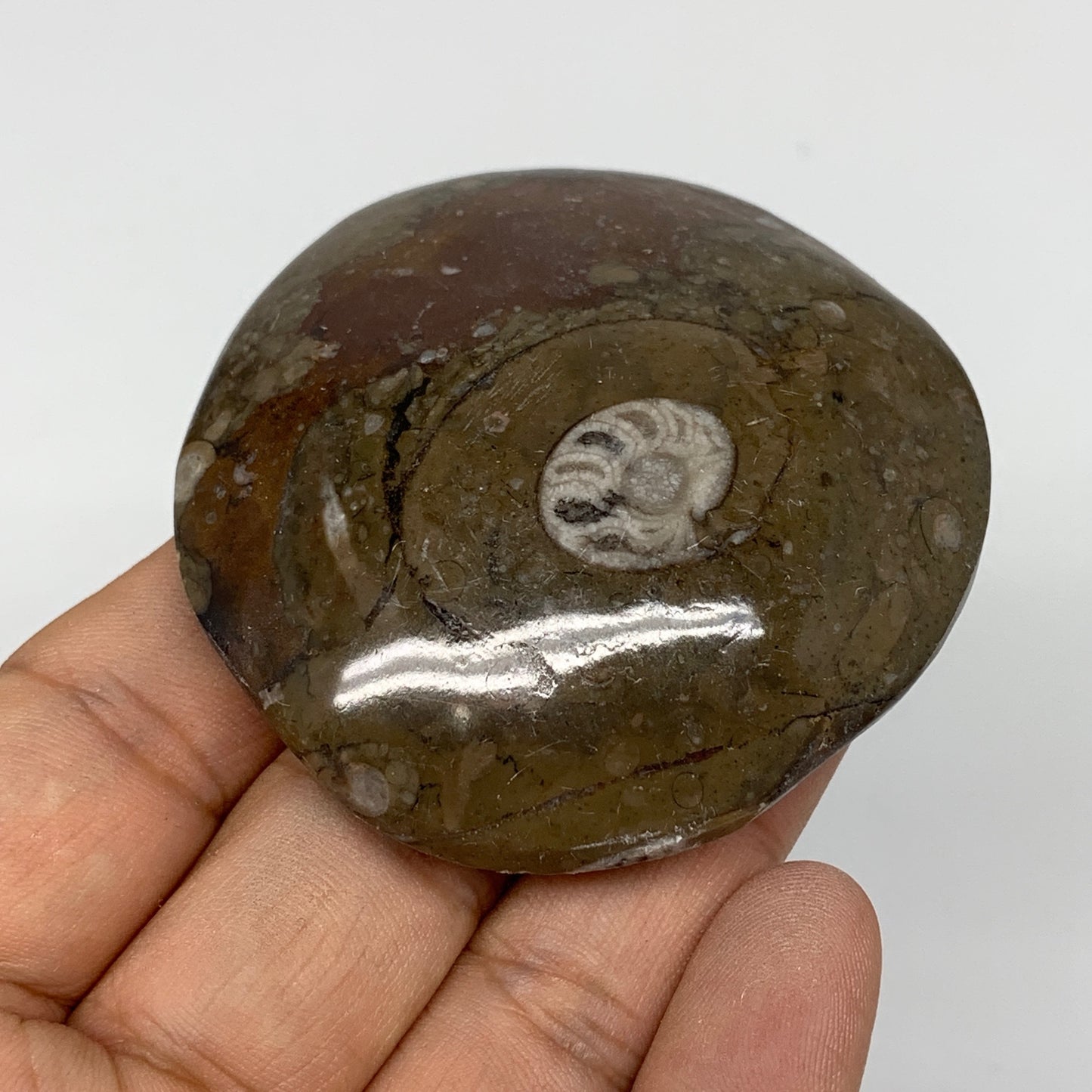 80.5g, 2.4"x2.4"x0.7", Button Ammonite Polished Mineral from Morocco, F2098