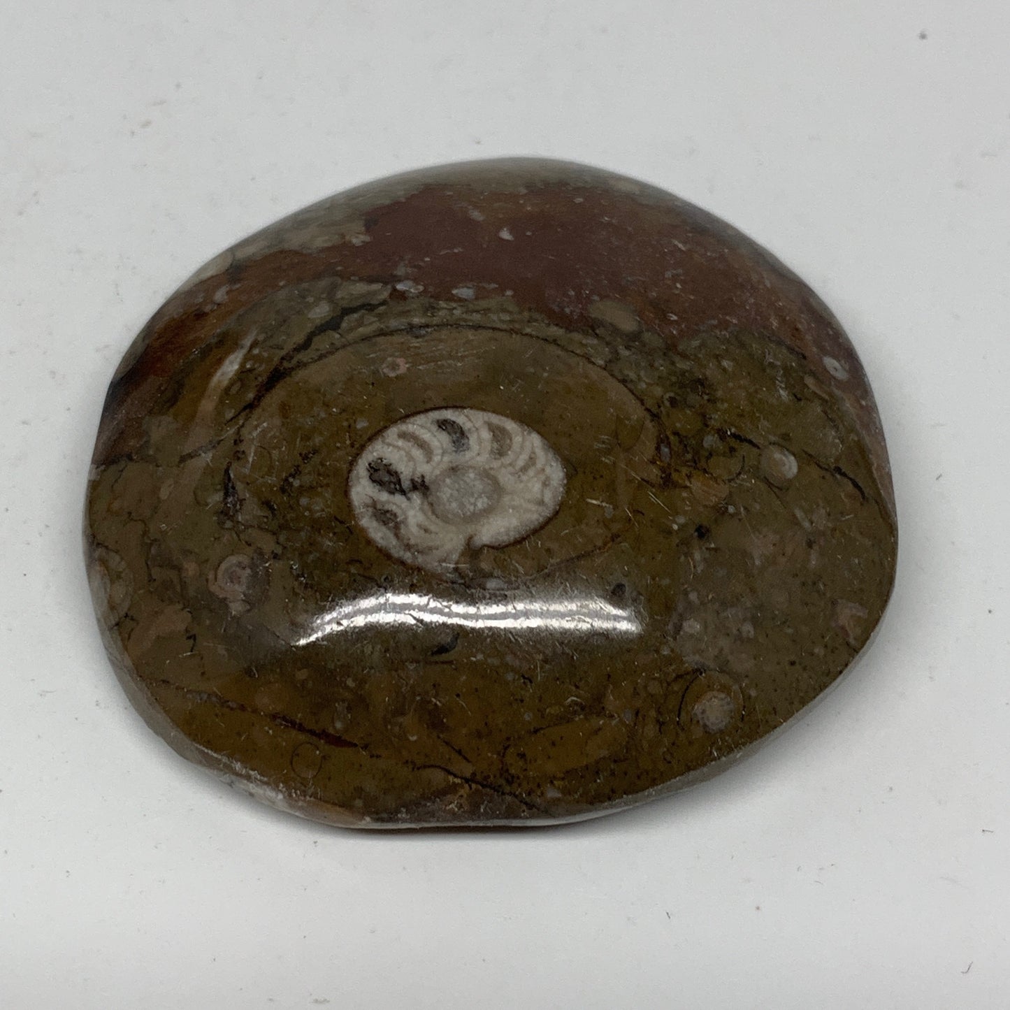 80.5g, 2.4"x2.4"x0.7", Button Ammonite Polished Mineral from Morocco, F2098