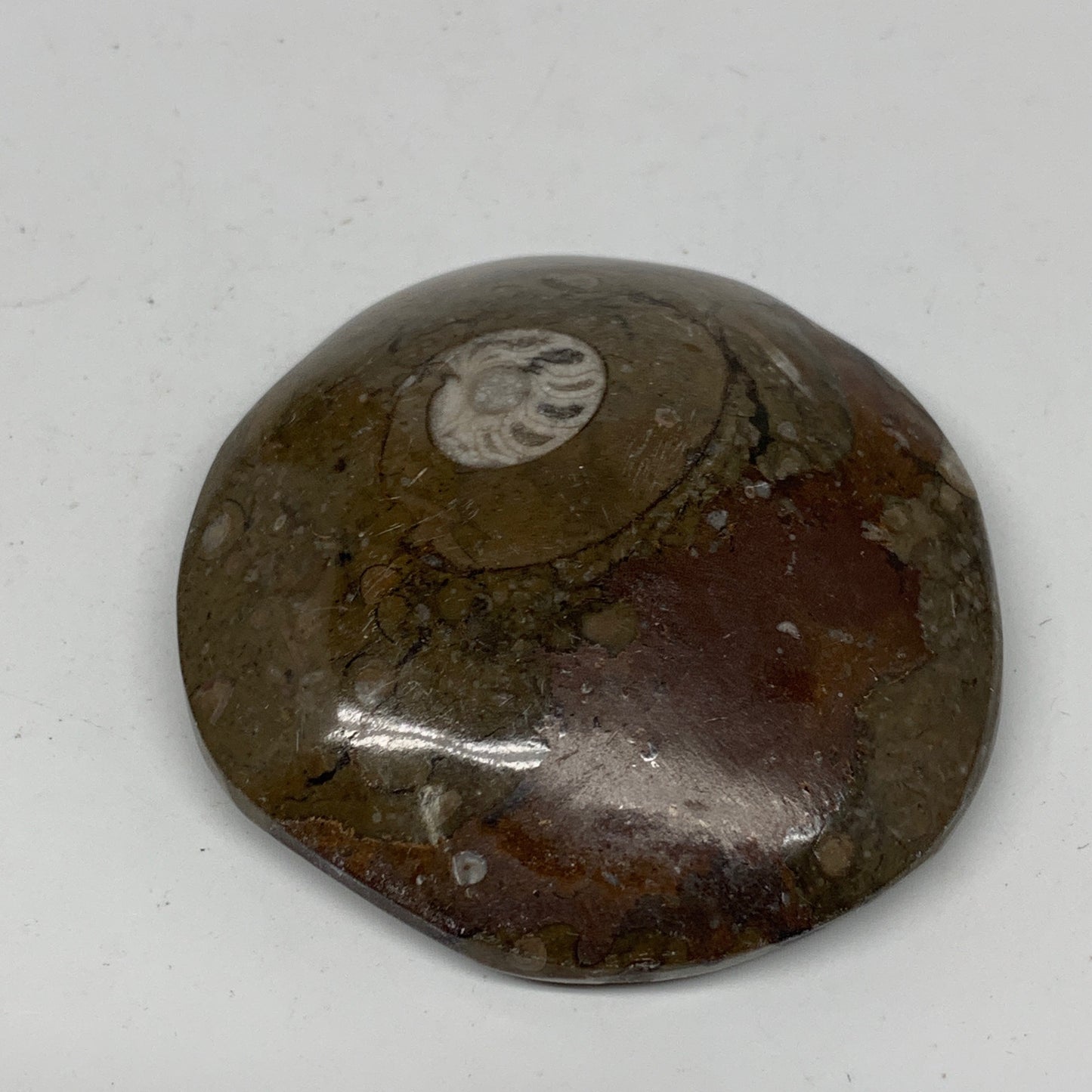 80.5g, 2.4"x2.4"x0.7", Button Ammonite Polished Mineral from Morocco, F2098