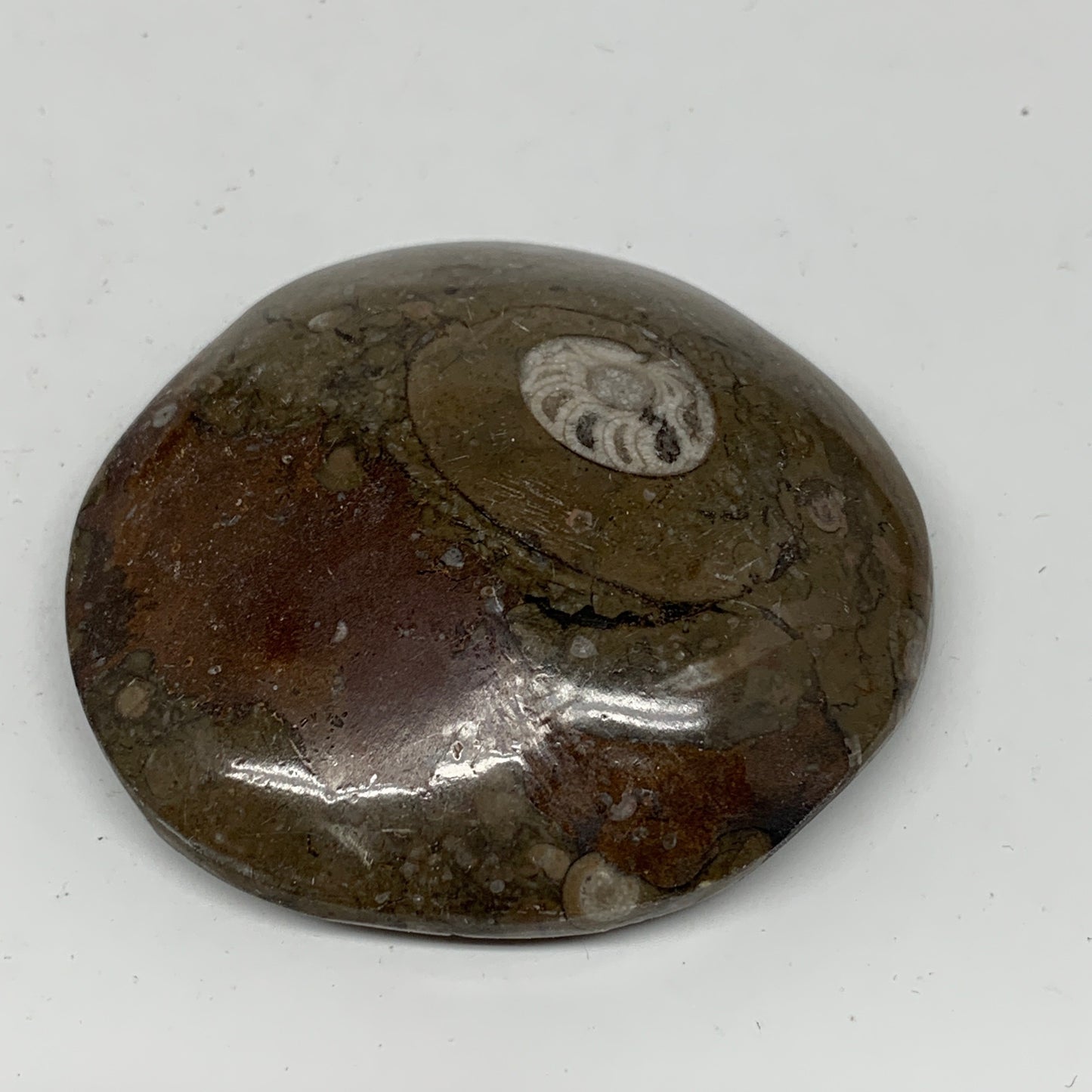 80.5g, 2.4"x2.4"x0.7", Button Ammonite Polished Mineral from Morocco, F2098