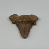 20.5g, 1.7"X 1.7"x 0.6" Natural Fossils Fish Shark Tooth @Morocco, B12640