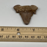 20.5g, 1.7"X 1.7"x 0.6" Natural Fossils Fish Shark Tooth @Morocco, B12640
