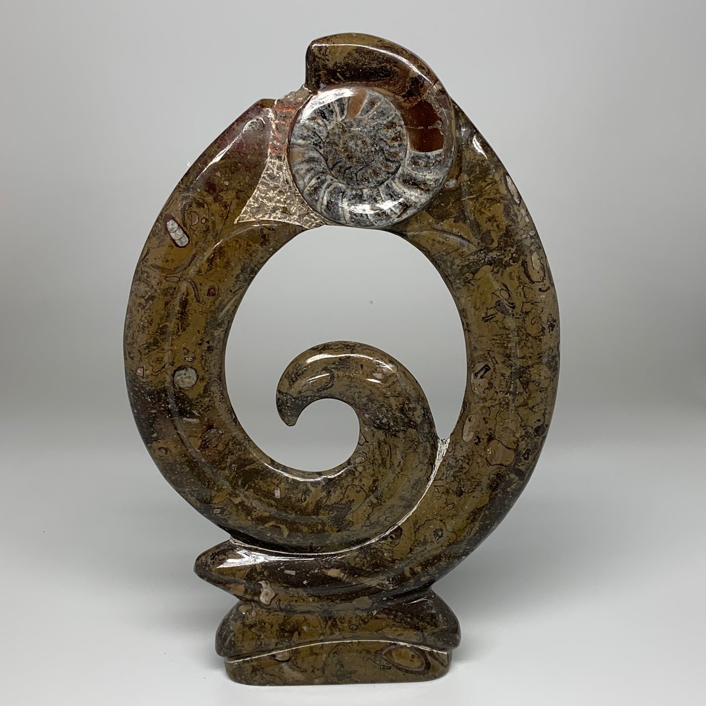 5.4 Lbs, 13"x8.5"x0.8" Fossils Orthoceras Ammonite Sculpture @Morocco,B8552