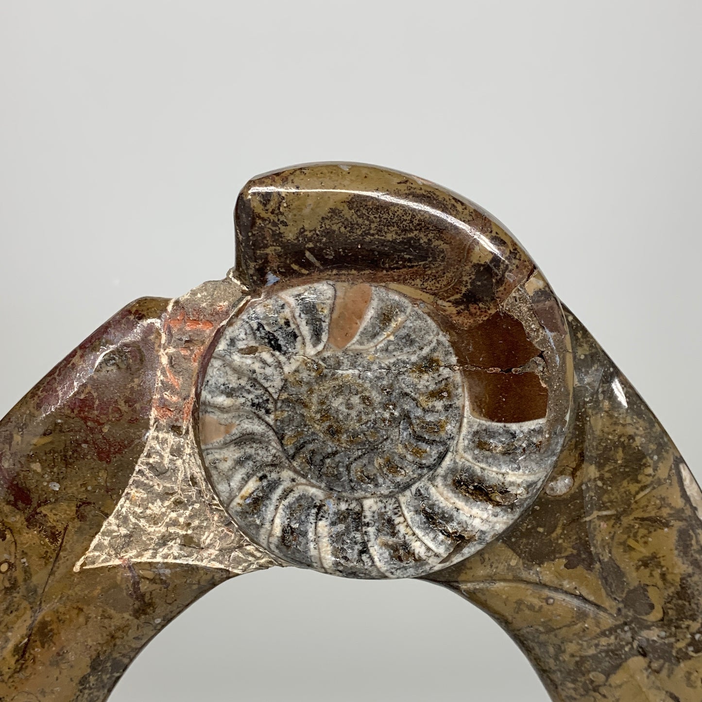 5.4 Lbs, 13"x8.5"x0.8" Fossils Orthoceras Ammonite Sculpture @Morocco,B8552