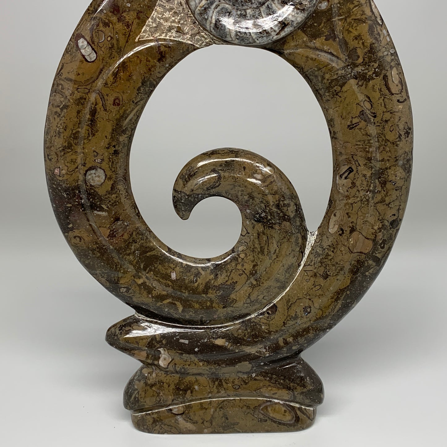 5.4 Lbs, 13"x8.5"x0.8" Fossils Orthoceras Ammonite Sculpture @Morocco,B8552