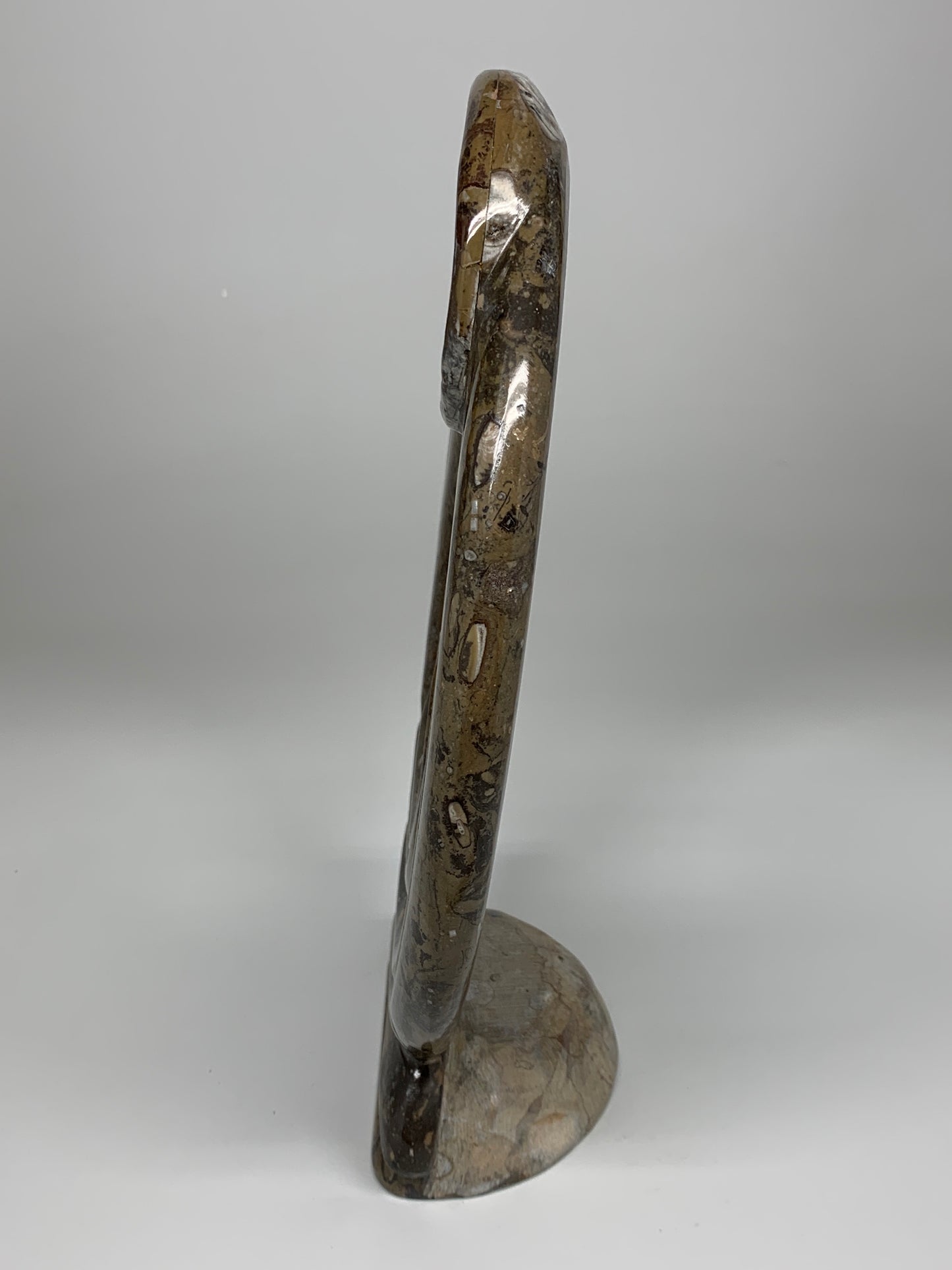 5.4 Lbs, 13"x8.5"x0.8" Fossils Orthoceras Ammonite Sculpture @Morocco,B8552