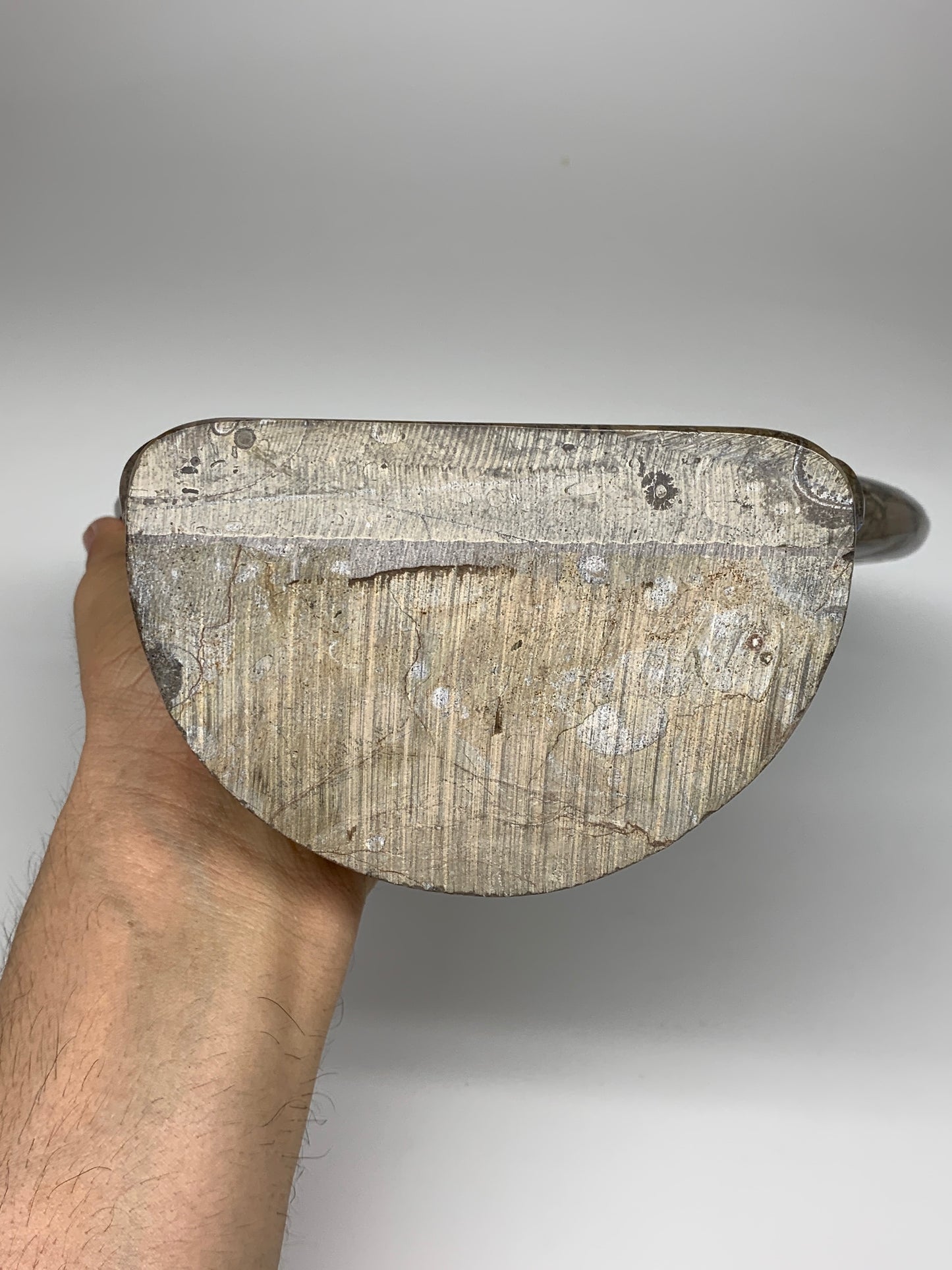 5.4 Lbs, 13"x8.5"x0.8" Fossils Orthoceras Ammonite Sculpture @Morocco,B8552