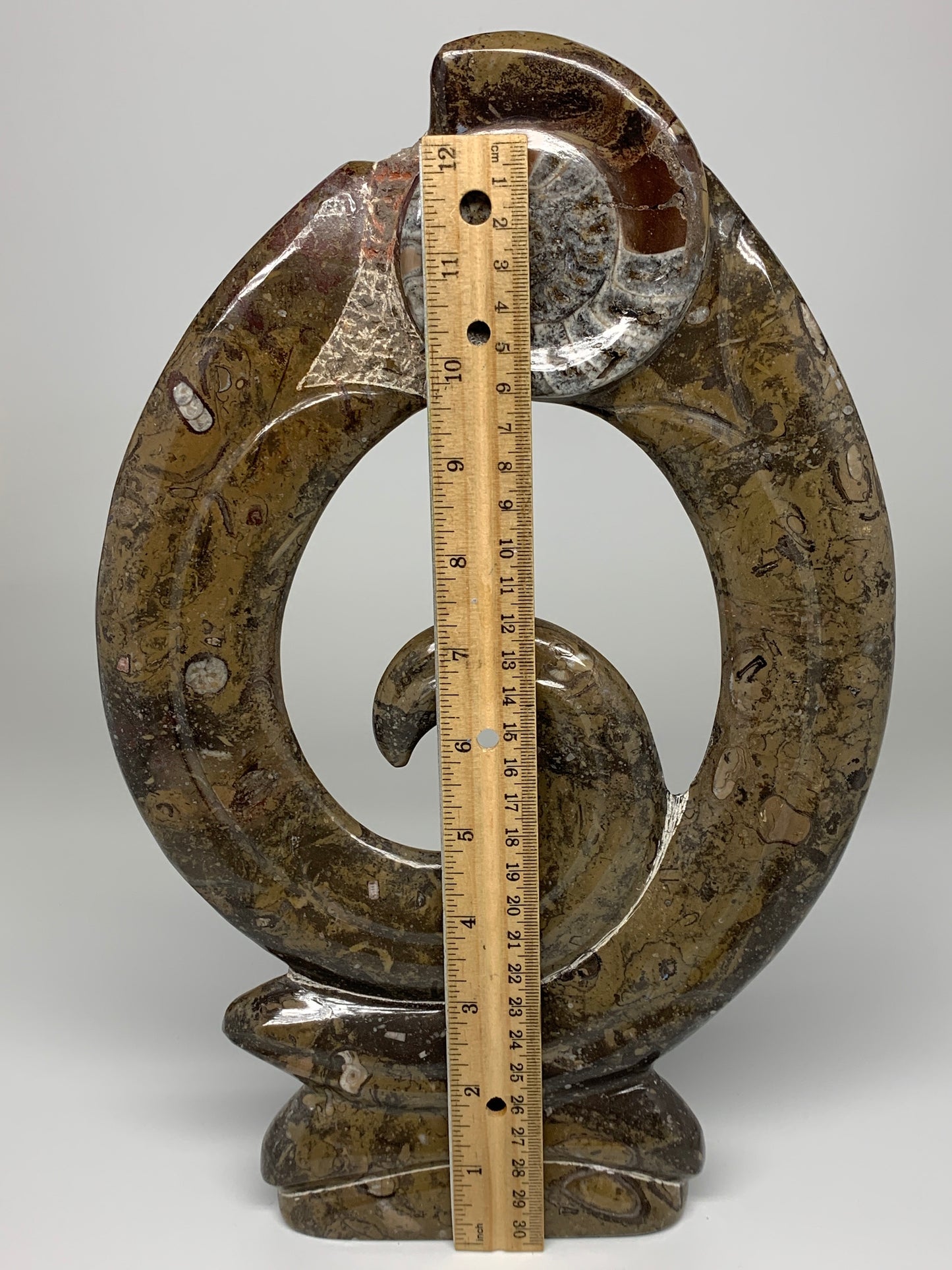 5.4 Lbs, 13"x8.5"x0.8" Fossils Orthoceras Ammonite Sculpture @Morocco,B8552