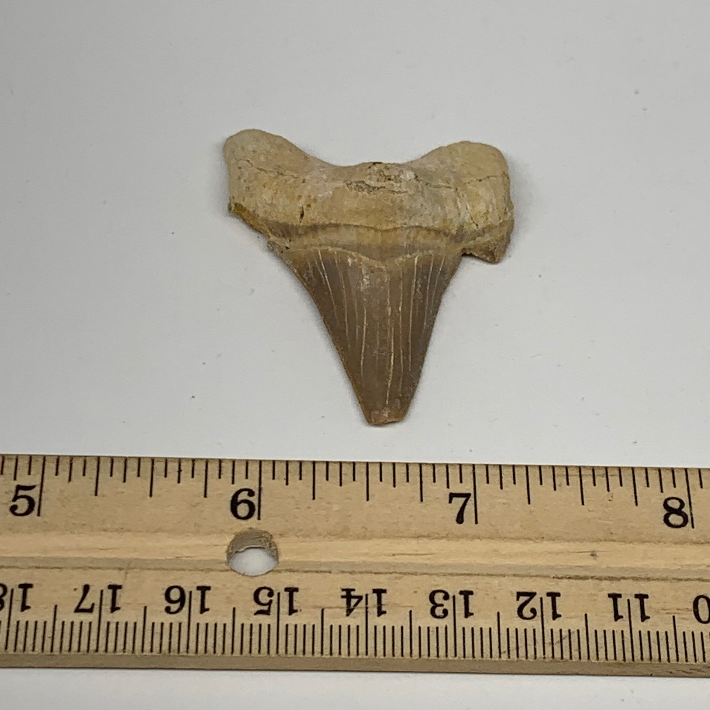 13g, 1.9"X 1.5"x 0.5" Natural Fossils Fish Shark Tooth @Morocco, B12642
