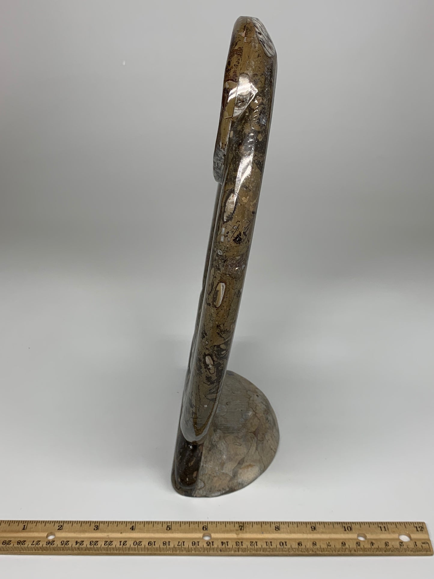 5.4 Lbs, 13"x8.5"x0.8" Fossils Orthoceras Ammonite Sculpture @Morocco,B8552