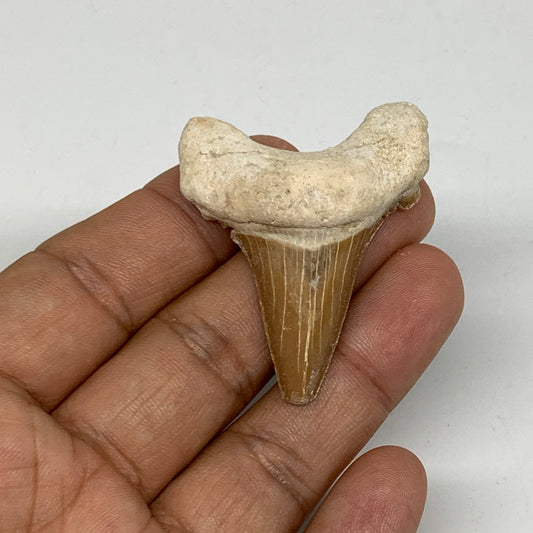 13.2g, 1.8"X 1.5"x 0.6" Natural Fossils Fish Shark Tooth @Morocco, B12644
