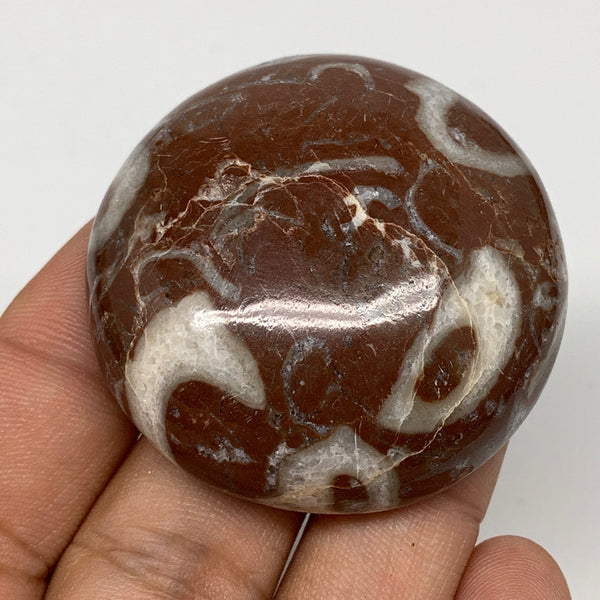 45.5g, 1.8"x0.6", Natural Untreated Red Shell Fossils Round Palms-tone, F1113