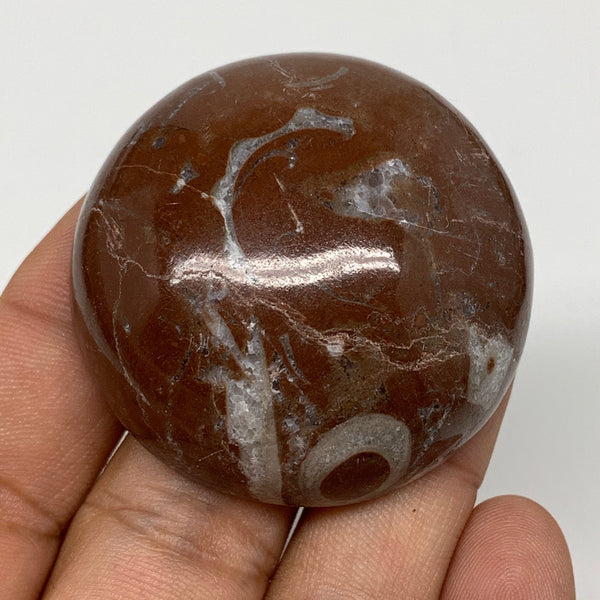 50.5g, 1.7"x0.7", Natural Untreated Red Shell Fossils Round Palms-tone, F1114