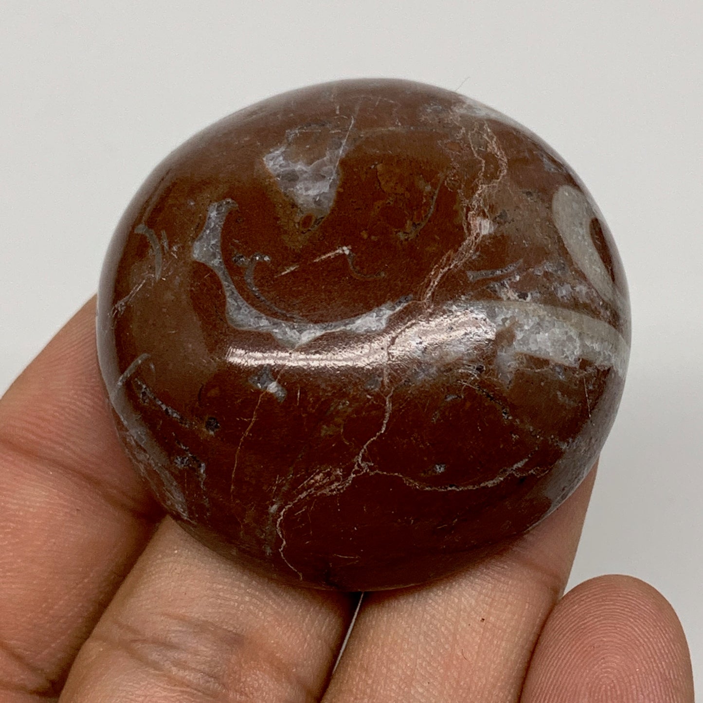 50.5g, 1.7"x0.7", Natural Untreated Red Shell Fossils Round Palms-tone, F1114