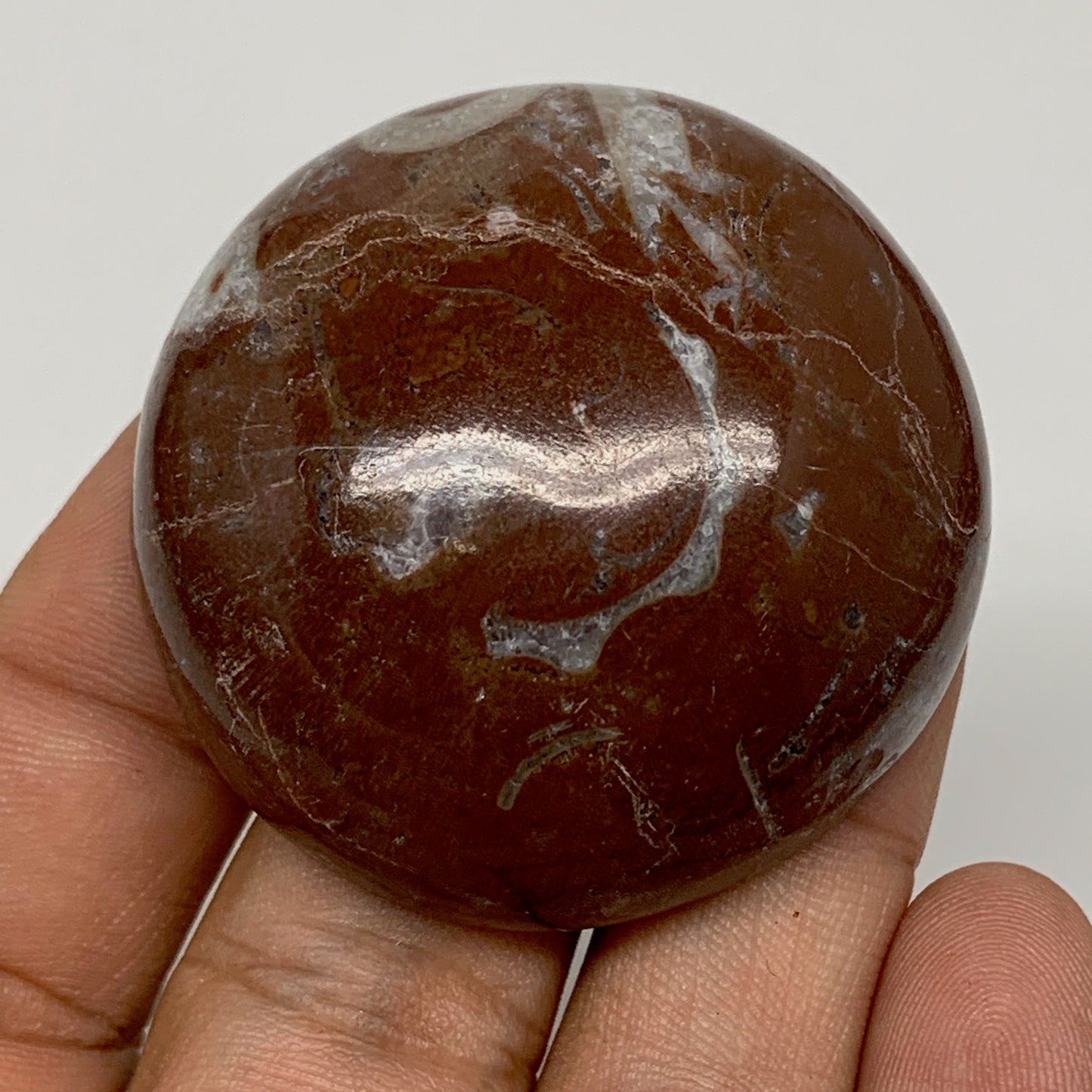 50.5g, 1.7"x0.7", Natural Untreated Red Shell Fossils Round Palms-tone, F1114