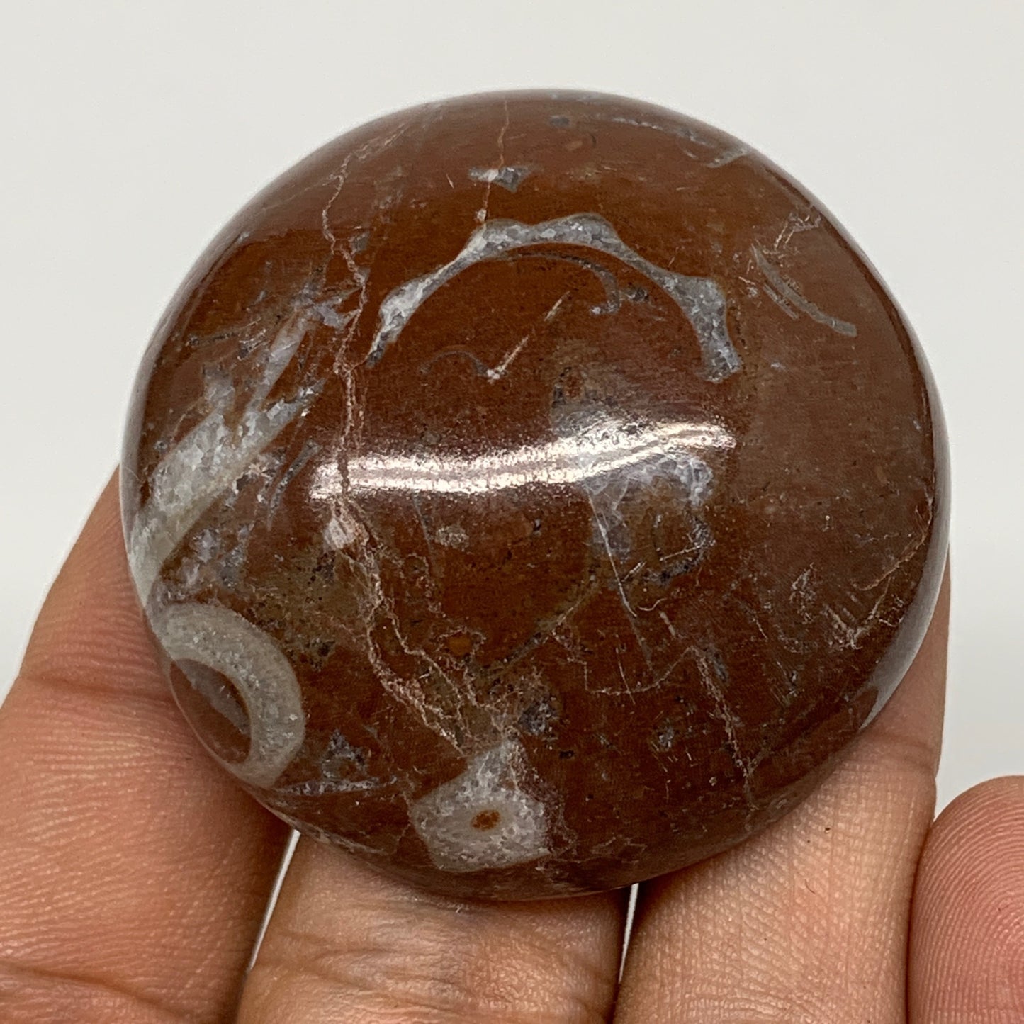 50.5g, 1.7"x0.7", Natural Untreated Red Shell Fossils Round Palms-tone, F1114