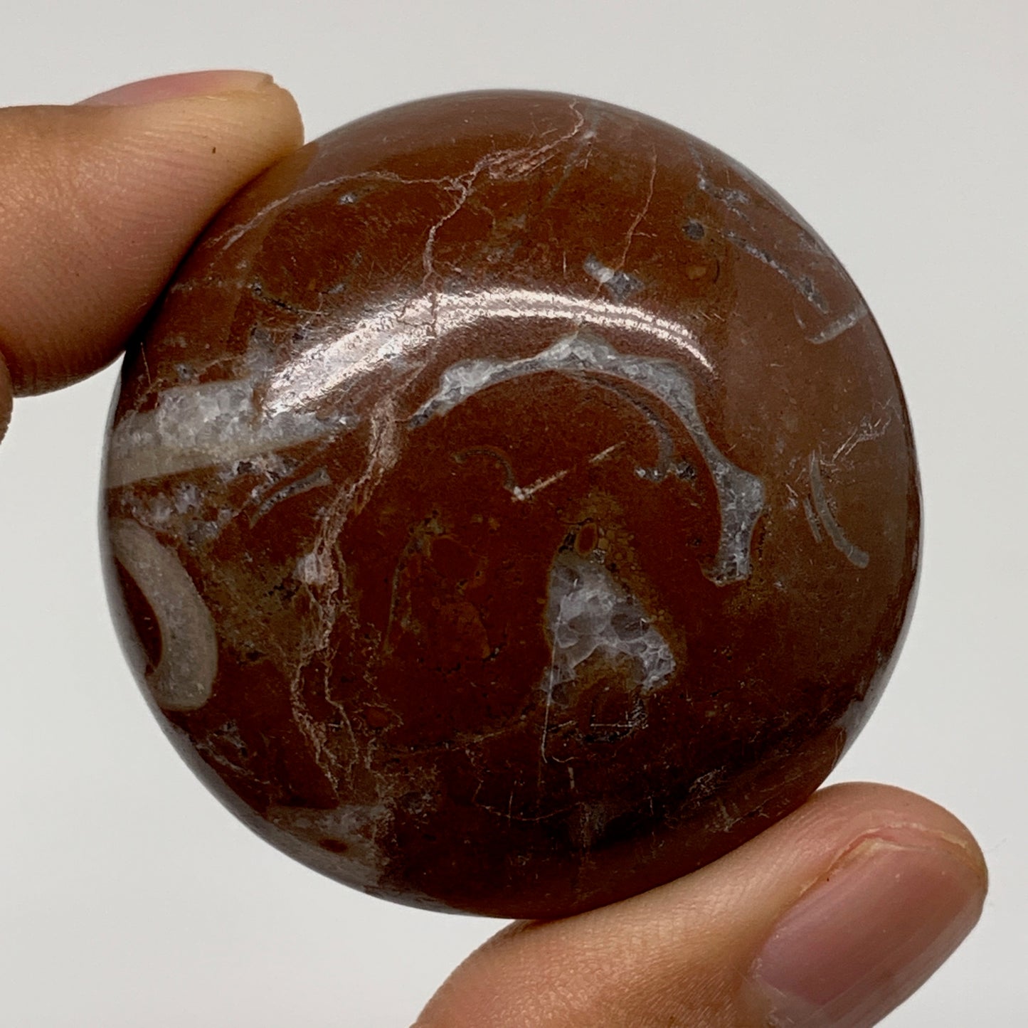 50.5g, 1.7"x0.7", Natural Untreated Red Shell Fossils Round Palms-tone, F1114
